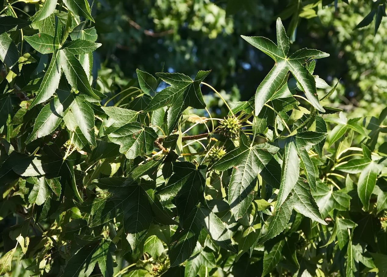 Изображение особи Liquidambar styraciflua.