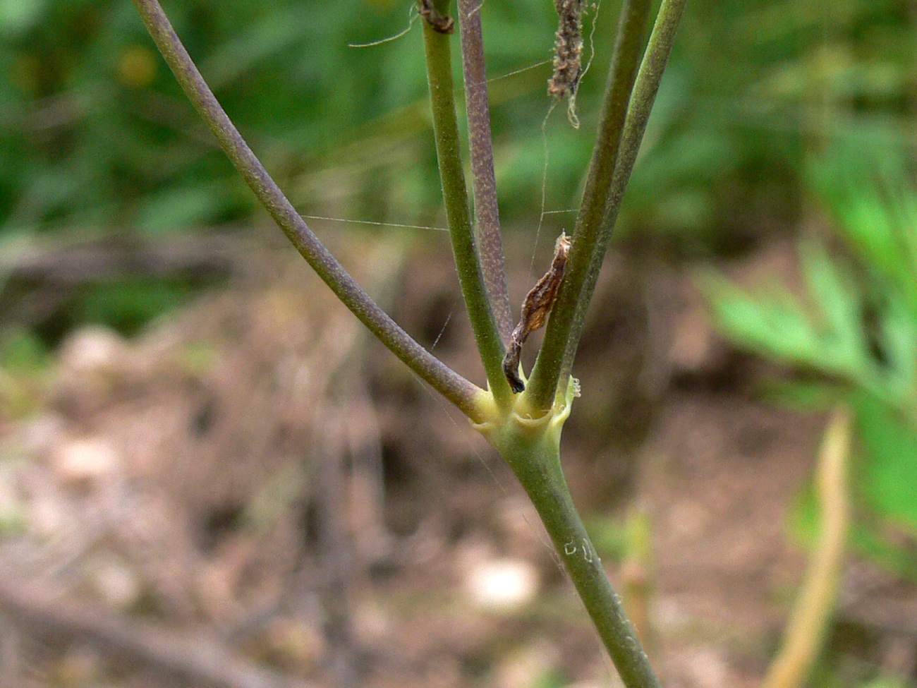 Image of Chelidonium majus specimen.