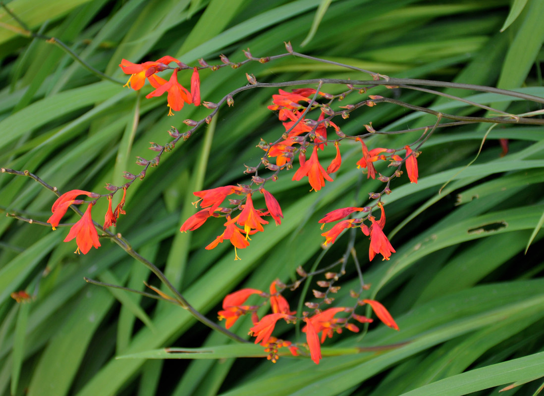 Image of Crocosmia &times; crocosmiiflora specimen.