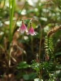 Linnaea borealis. Соцветие с сидящей мухой. Магаданская обл., Ольский р-н, р. Верхний Омчик, лиственичник в долине. 18.07.2012.
