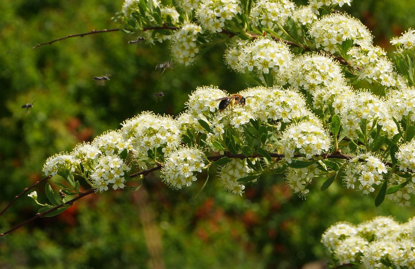 Изображение особи Spiraea crenata.