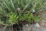 Thesium ramosum. Цветущее растение, паразитирующее на Teucrium sp. Крым, Байдарская долина, каменистый склон в светлом можжевеловом лесу. 21 мая 2010 г.