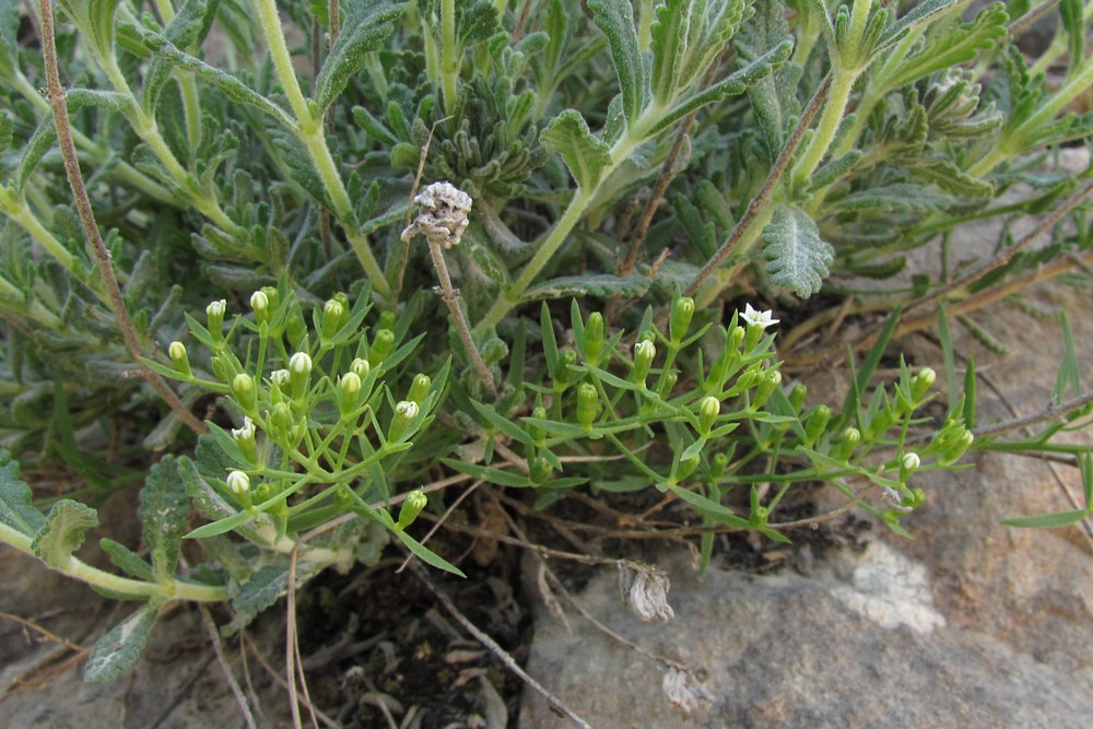 Image of Thesium ramosum specimen.