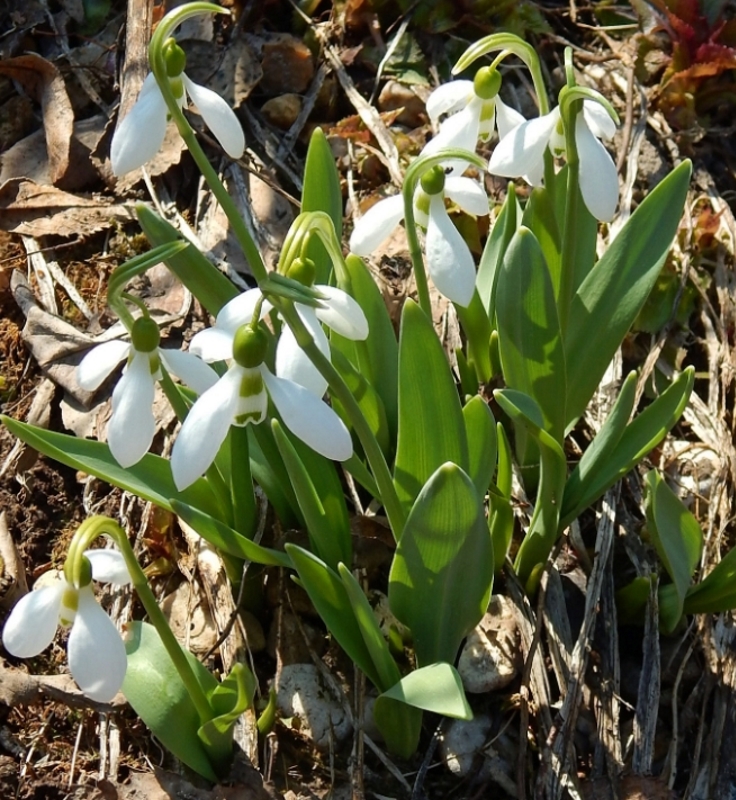 Изображение особи Galanthus elwesii.