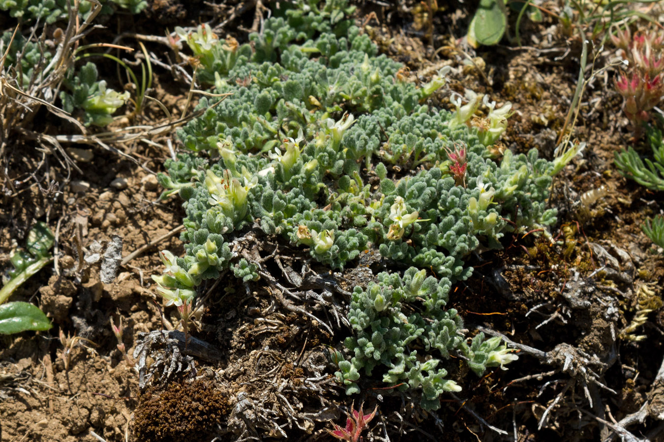 Изображение особи Teucrium alpestre.