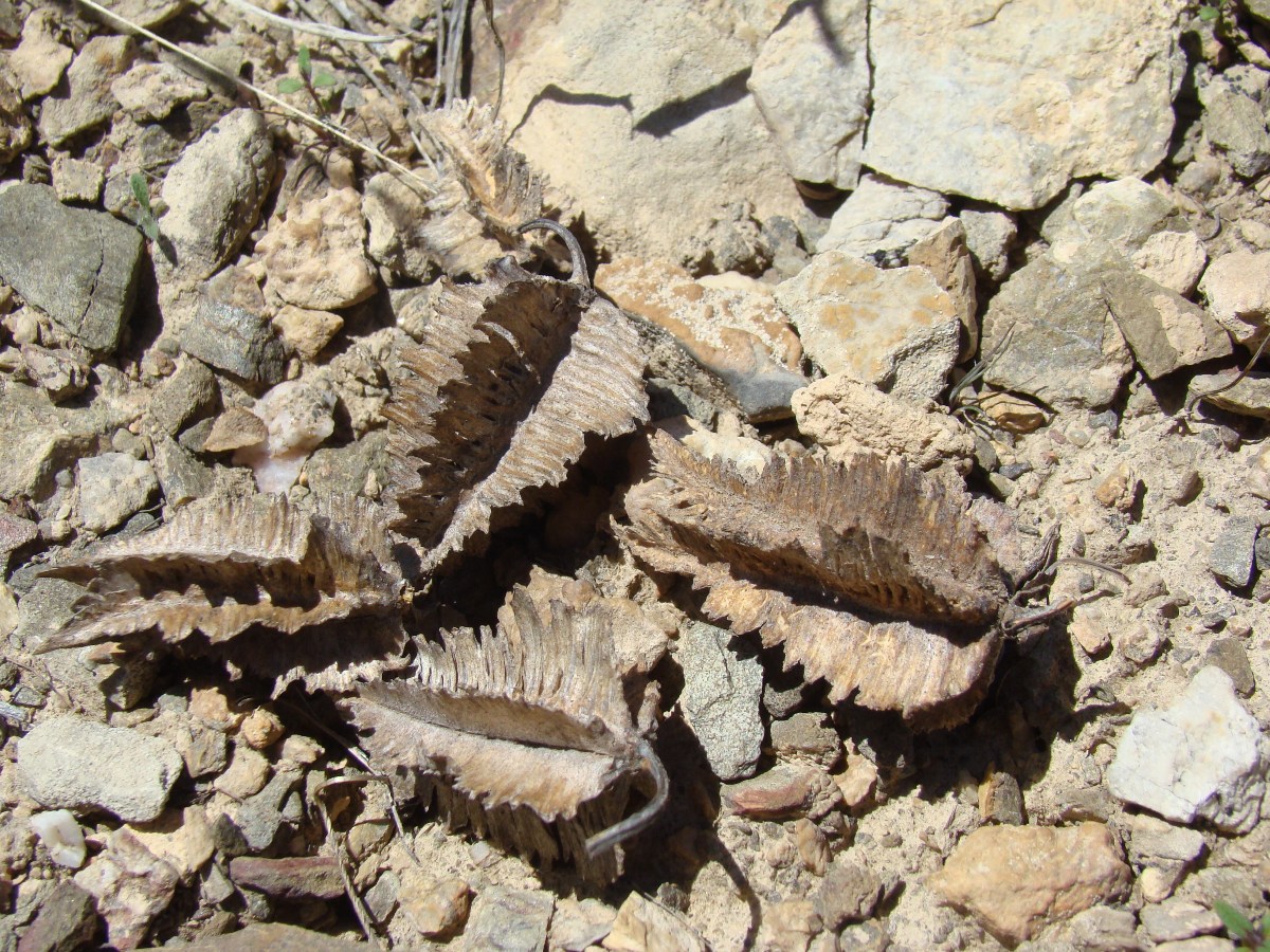 Image of Niedzwedzkia semiretschenskia specimen.