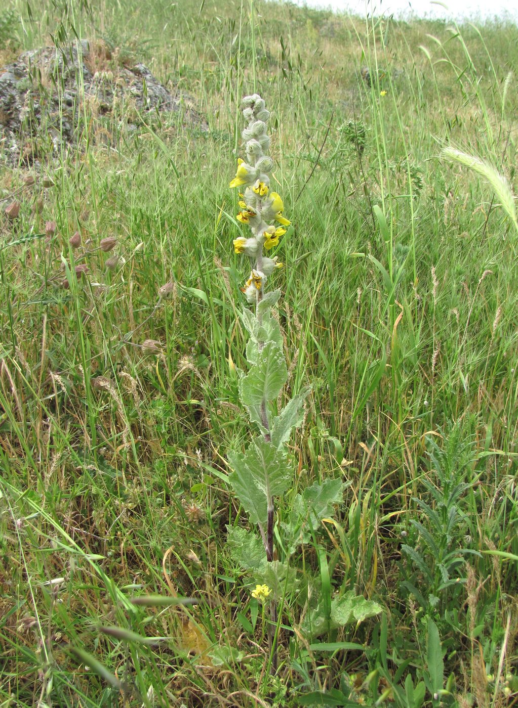 Image of Verbascum formosum specimen.