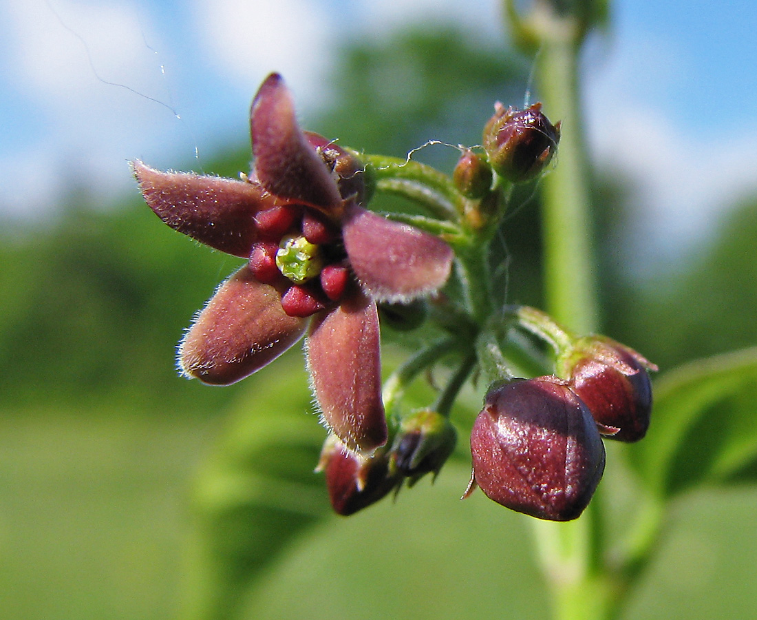 Изображение особи Vincetoxicum scandens.