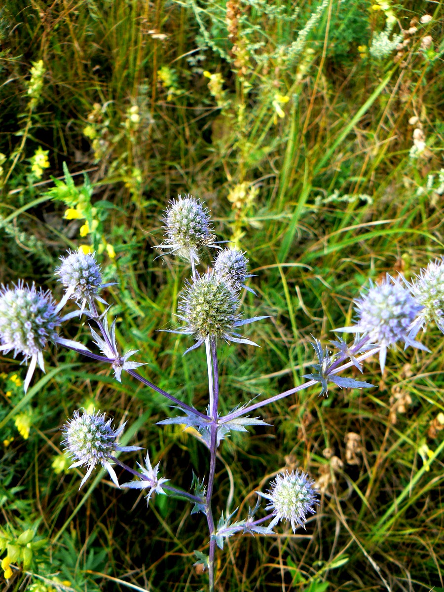 Image of Eryngium planum specimen.
