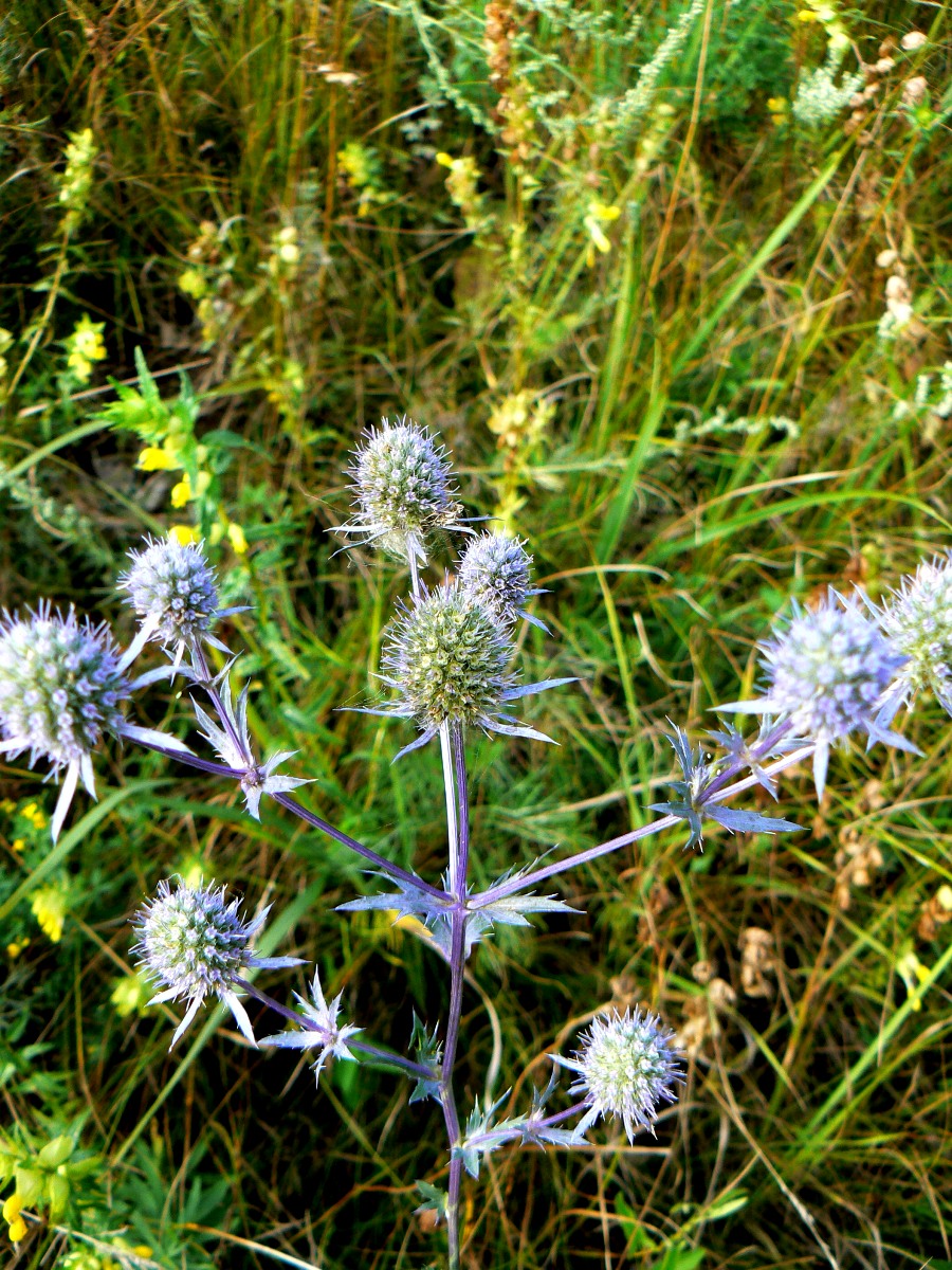 Изображение особи Eryngium planum.