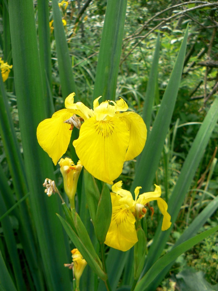 Изображение особи Iris pseudacorus.