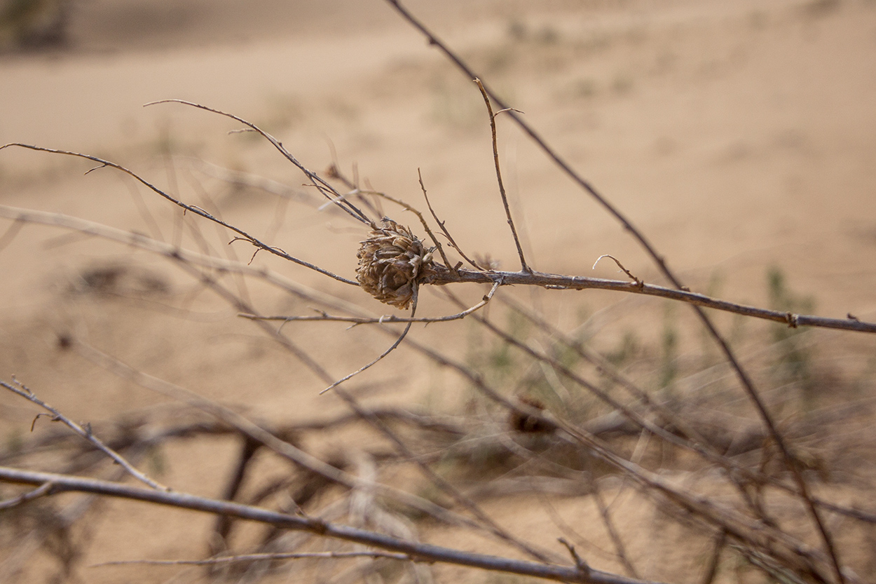 Image of Artemisia tschernieviana specimen.