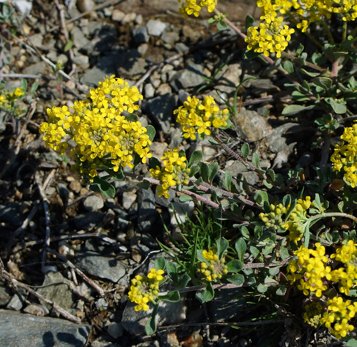 Image of Odontarrhena obovata specimen.