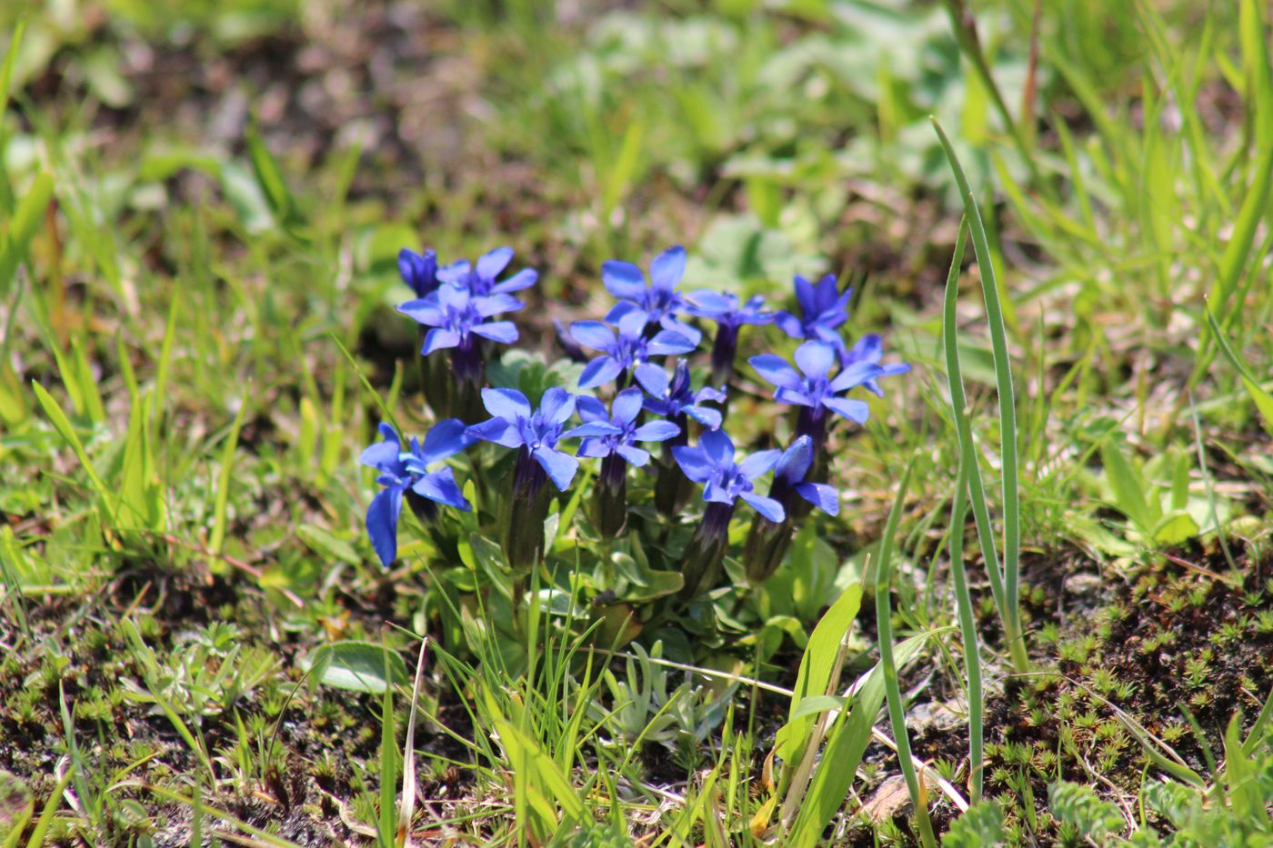 Image of Gentiana uniflora specimen.