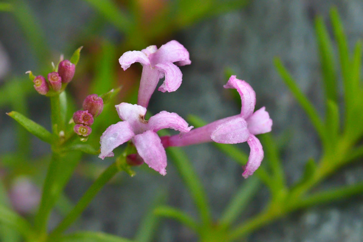 Image of Asperula cristata specimen.