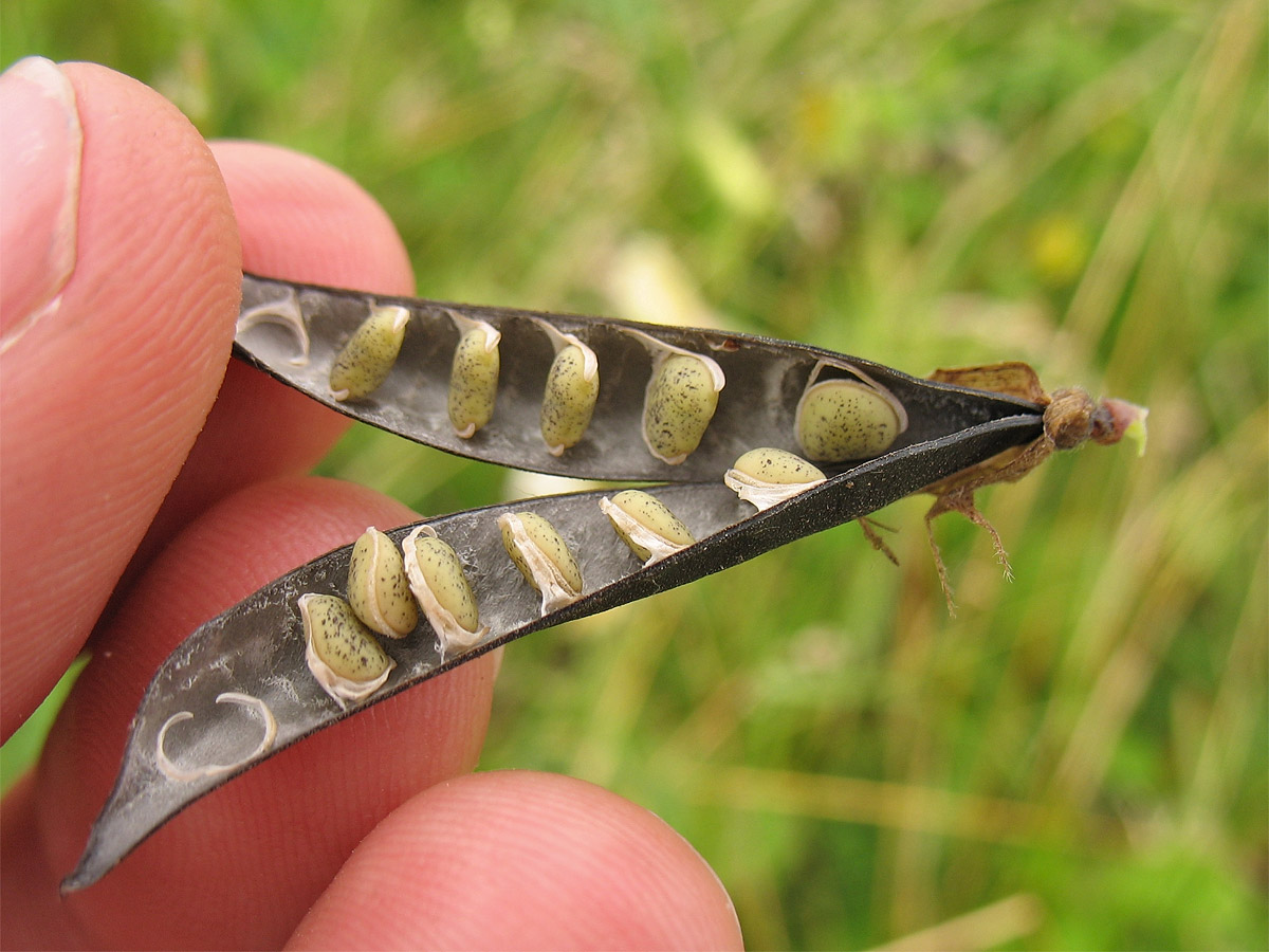 Image of Vicia grandiflora specimen.