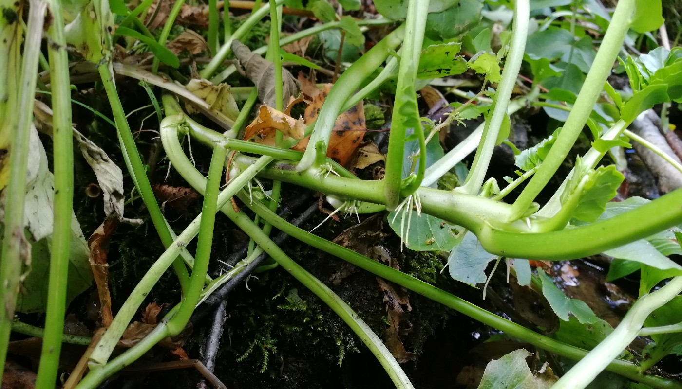 Image of Cardamine yezoensis specimen.