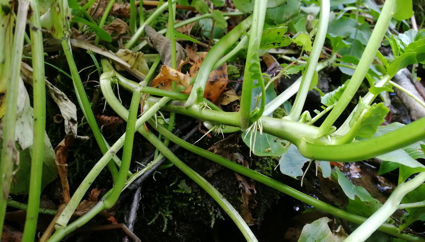 Изображение особи Cardamine yezoensis.