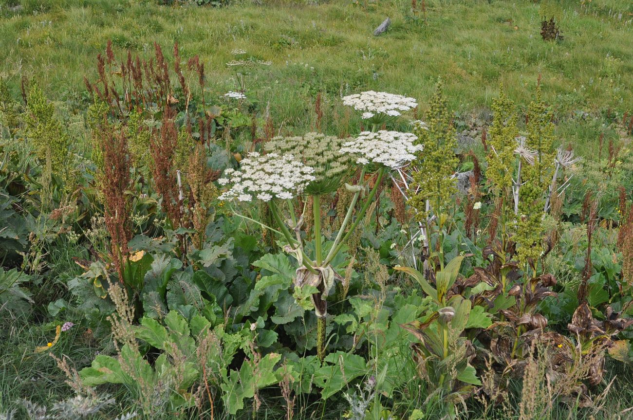 Изображение особи род Heracleum.