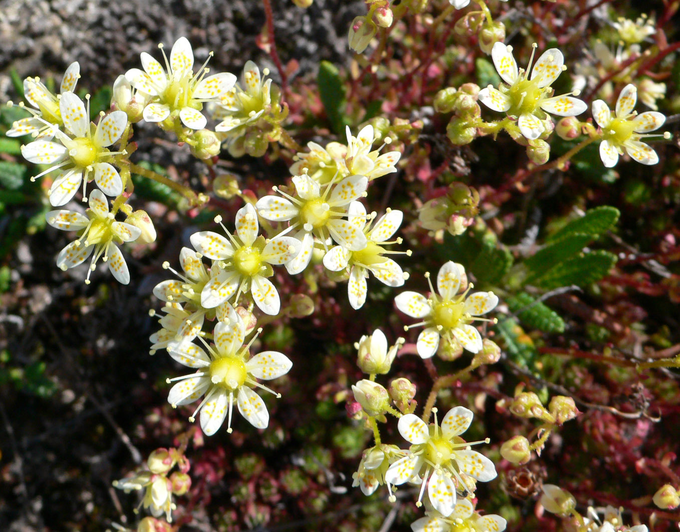 Image of Saxifraga spinulosa specimen.