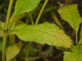 Eupatorium maculatum. Средняя часть побега с листом (адаксиальная сторона), принимающим осеннюю окраску. Пермь, Свердловский р-н, в озеленении двора. 24 октября 2018 г.