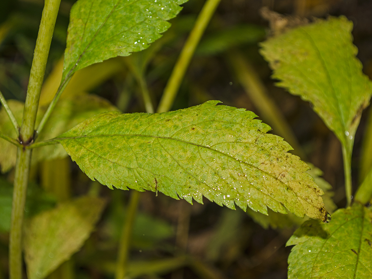 Изображение особи Eupatorium maculatum.