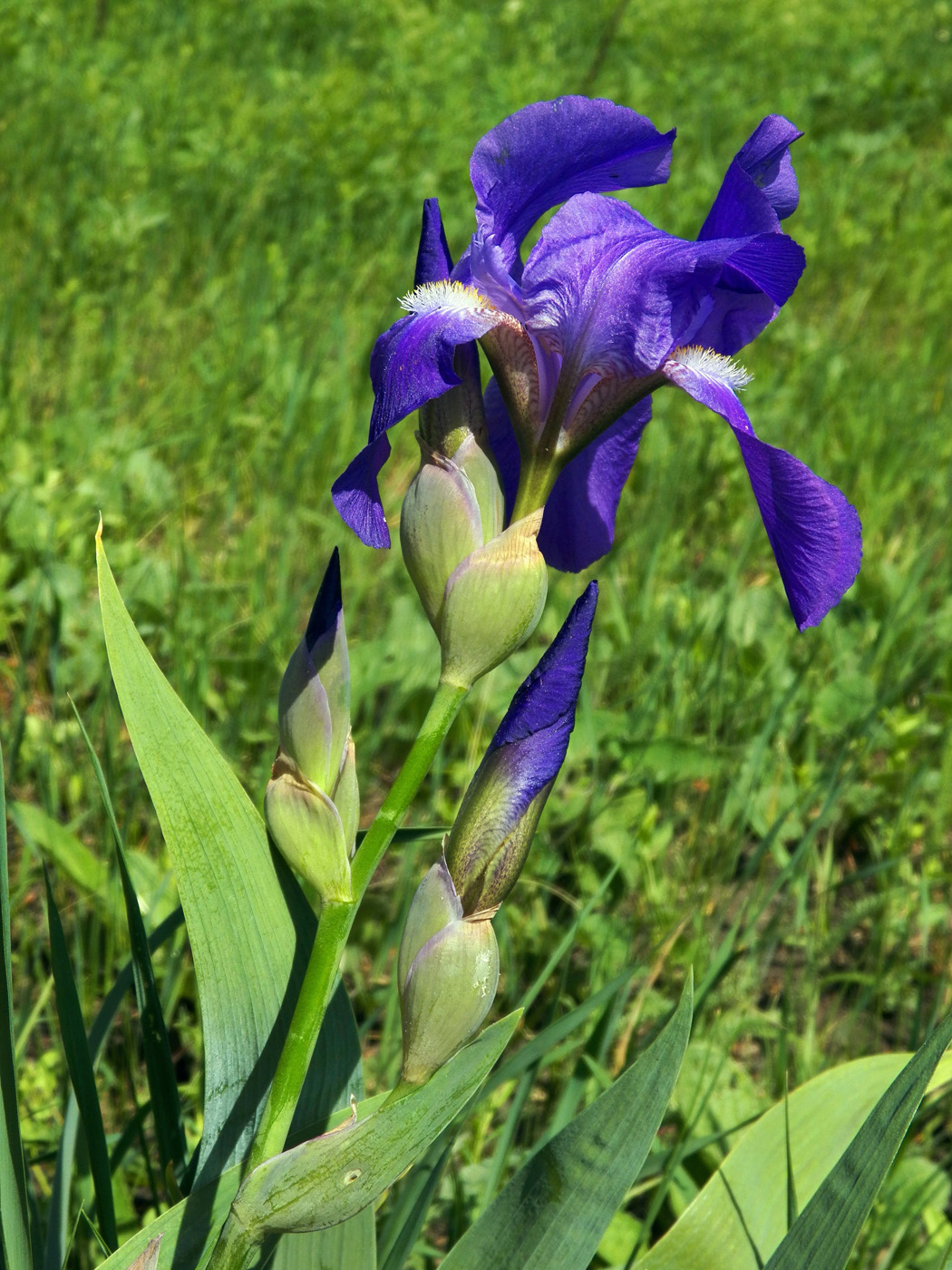 Image of Iris nyaradyana specimen.