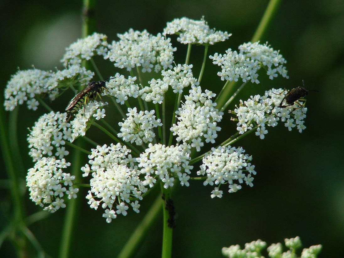 Изображение особи Cenolophium fischeri.