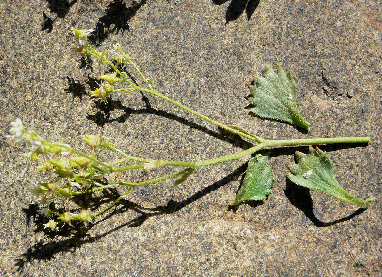 Image of Micranthes punctata specimen.