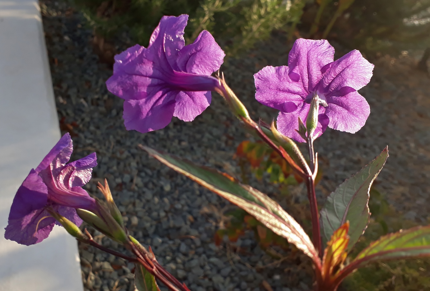 Image of Ruellia simplex specimen.