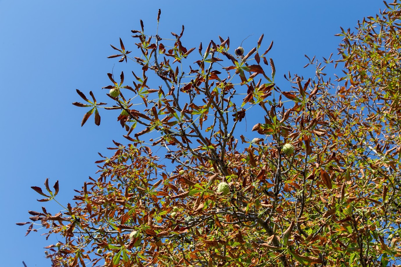 Image of Aesculus hippocastanum specimen.