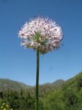 Allium fetisowii. Верхушка цветущего растения (бледноокрашенная морфа). Казахстан, Западный Тянь-Шань, Киргизский хр., ущ. Мерке, придонная часть правого притока Есенкул под склоном южной экспозиции, ≈ 1500 м н.у.м. 24 мая 2018 г.