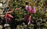 Trifolium polyphyllum. Цветущее растение. Карачаево-Черкесия, Малокарачаевский р-н, Хасаутский заказник, гора Большой Бермамыт, каменистый склон. 13.09.2018.