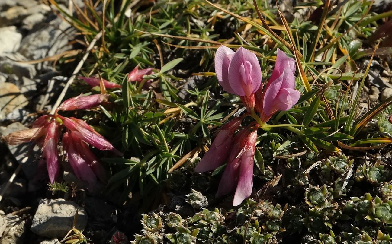 Изображение особи Trifolium polyphyllum.