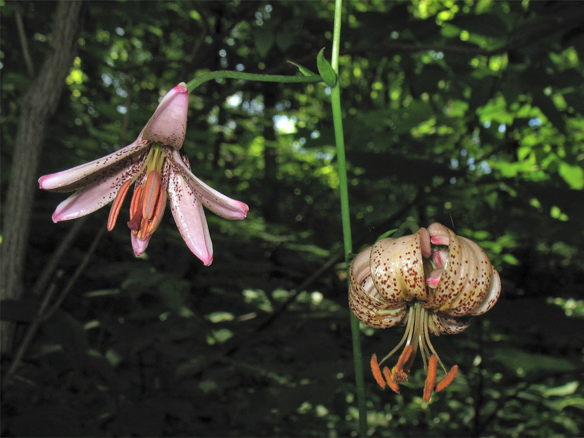 Изображение особи Lilium martagon.