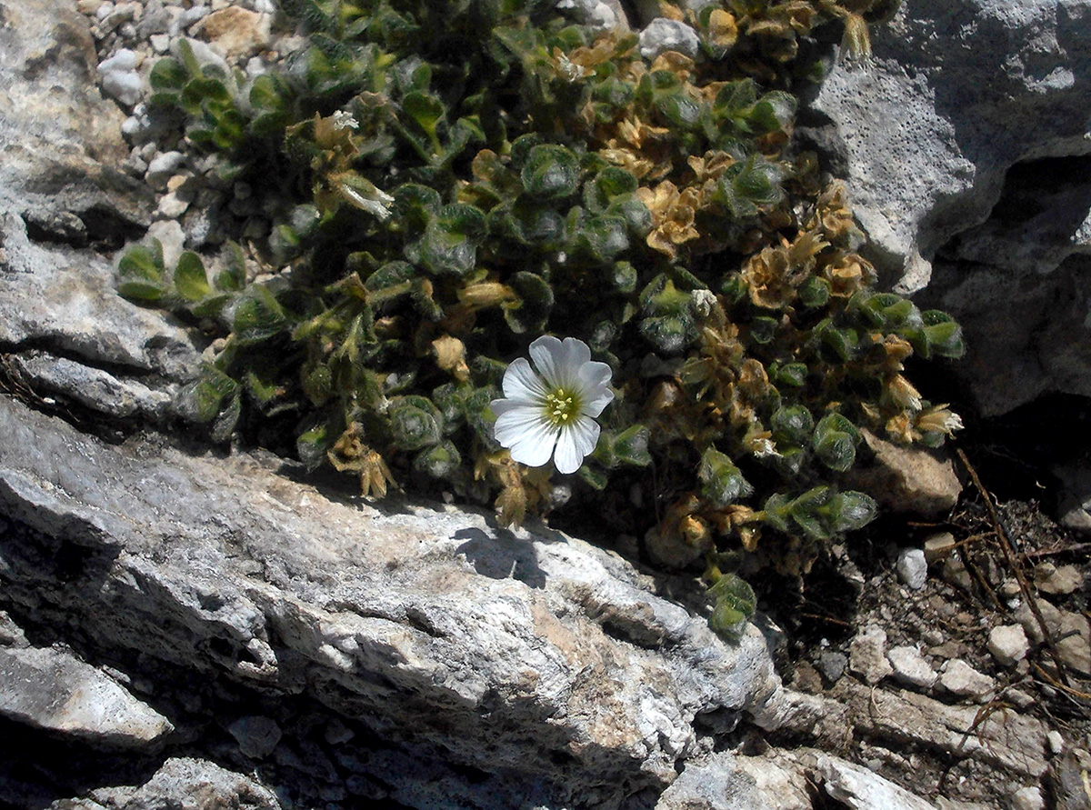 Изображение особи Cerastium lanatum.
