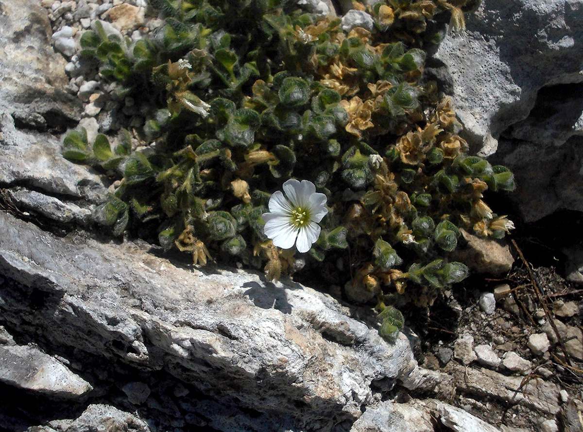 Image of Cerastium lanatum specimen.
