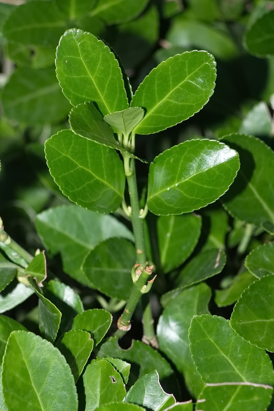 Изображение особи Euonymus fortunei.