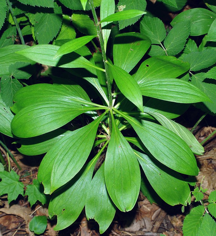 Image of Lilium martagon specimen.