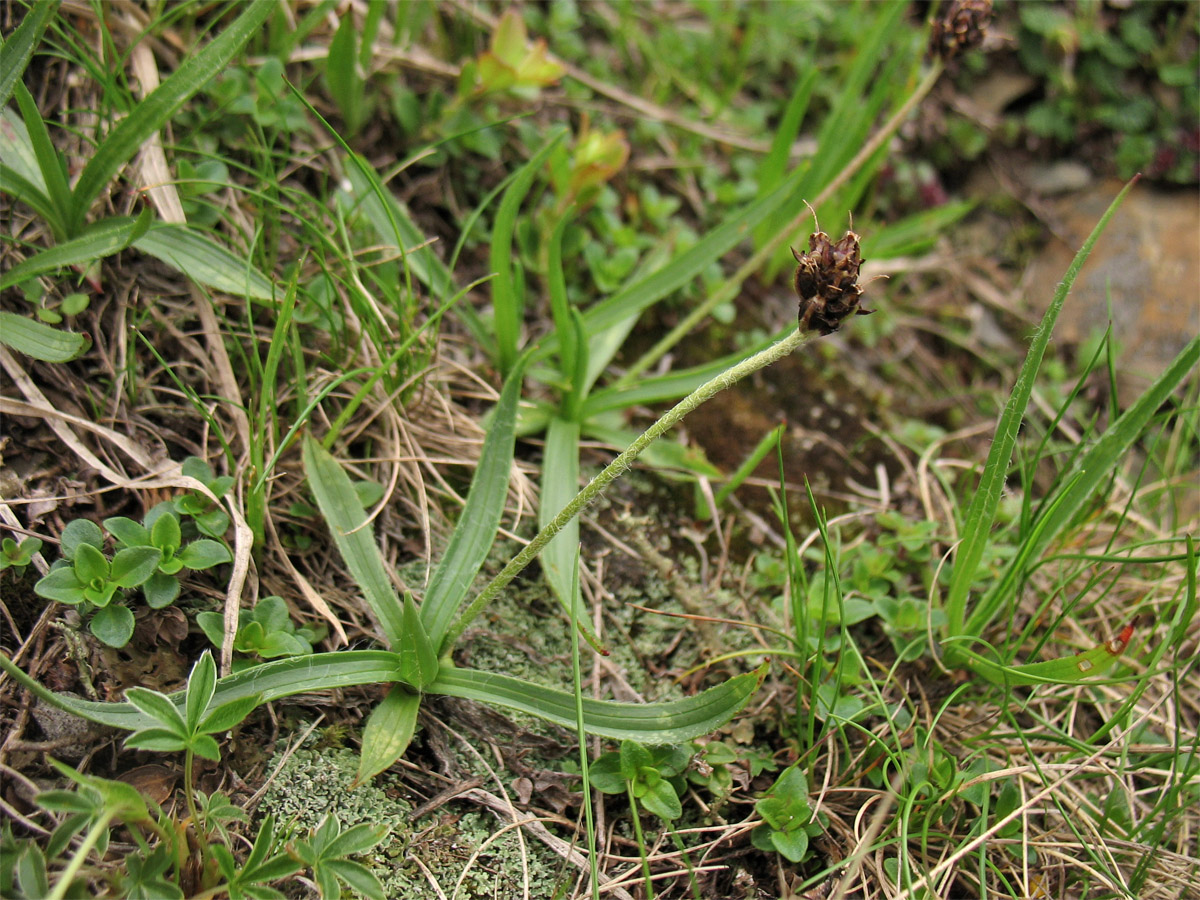 Изображение особи Plantago atrata ssp. carpathica.