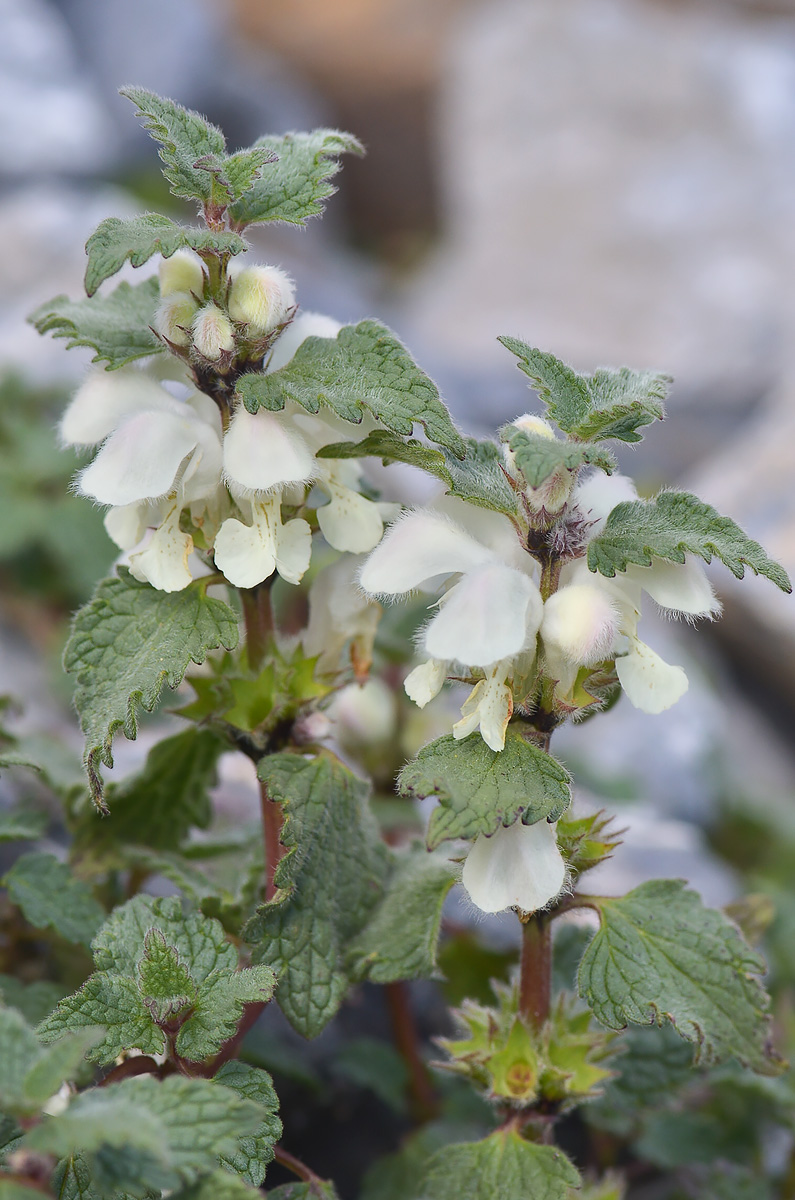 Image of Lamium tomentosum specimen.