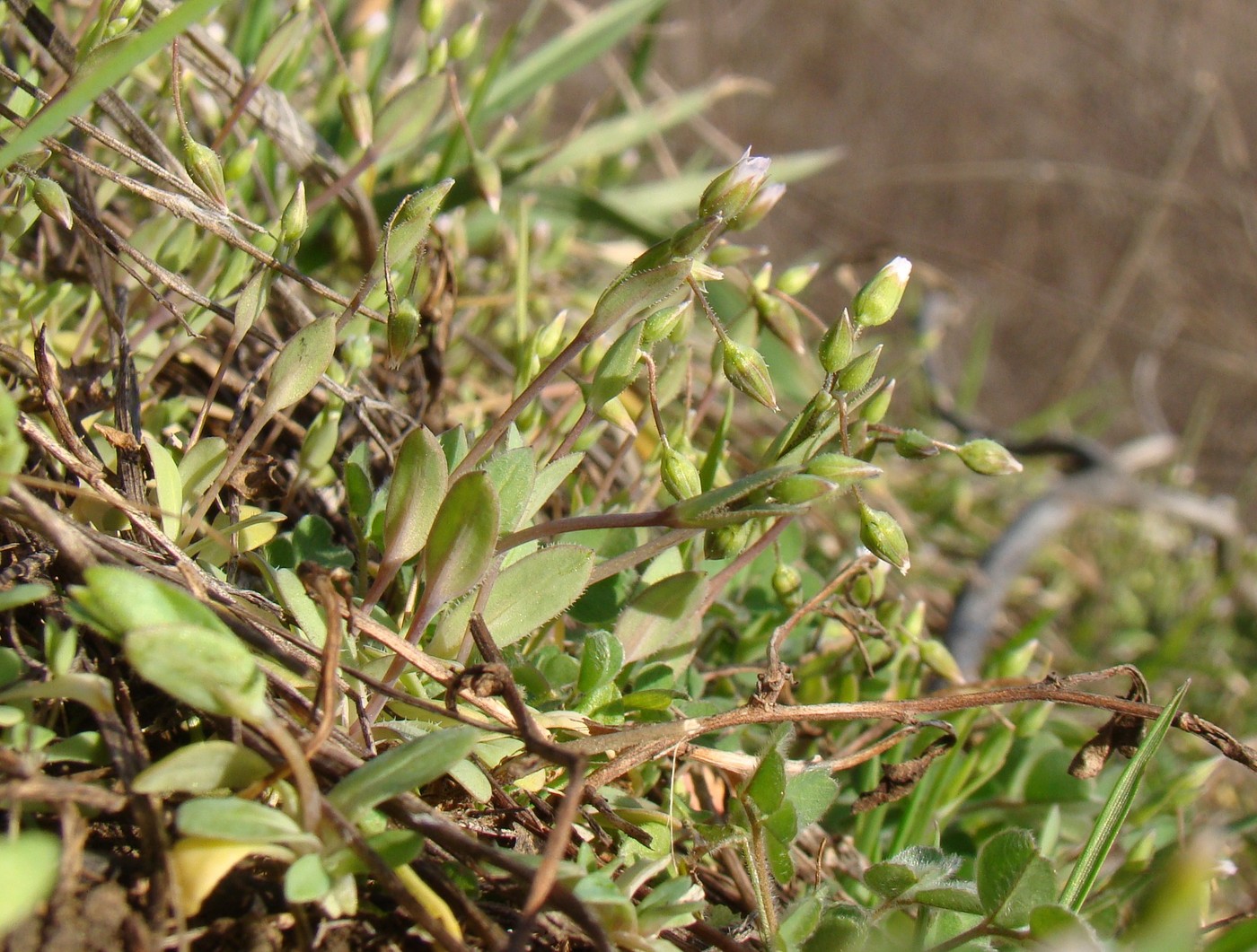 Image of Holosteum umbellatum specimen.