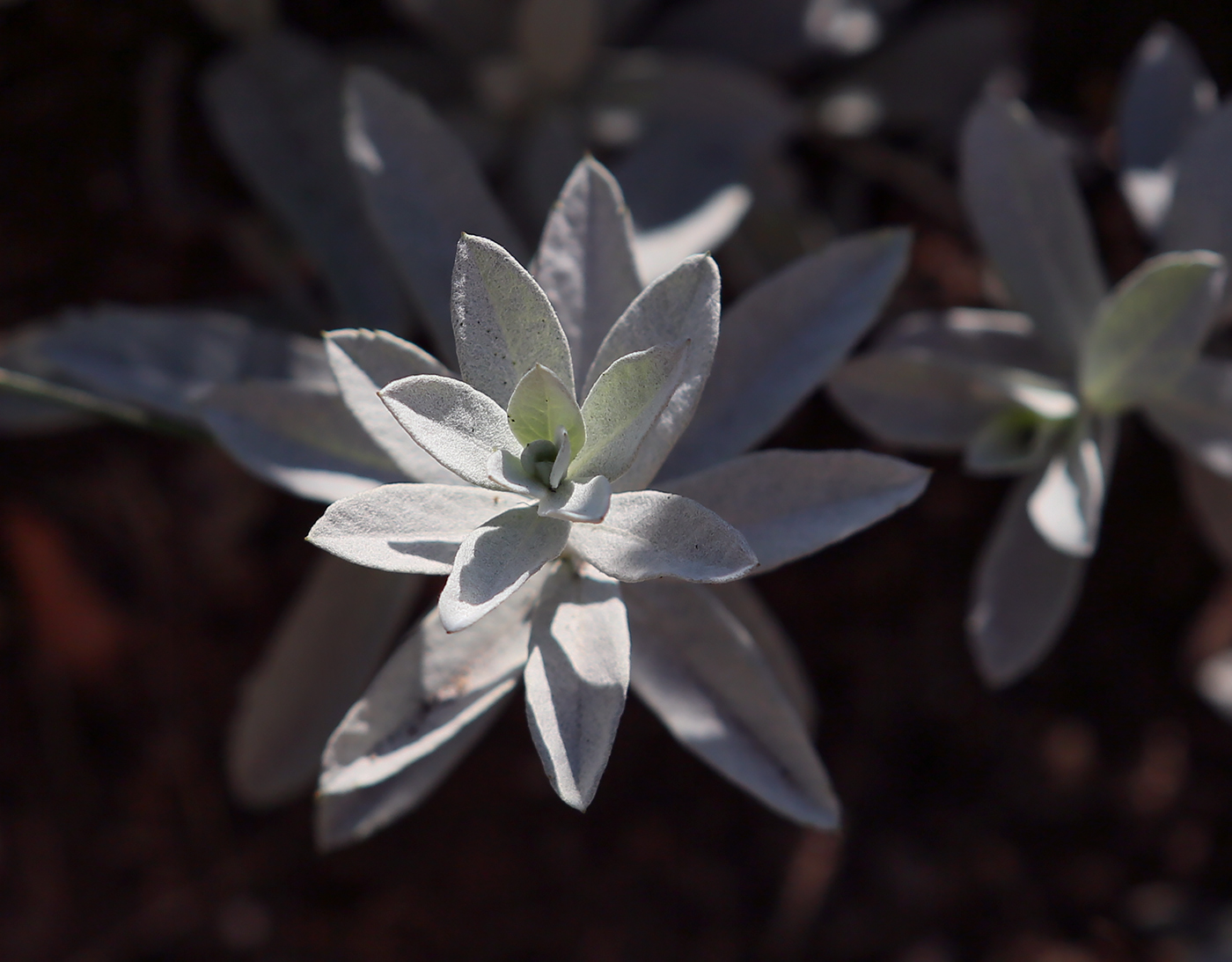 Image of Artemisia ludoviciana specimen.