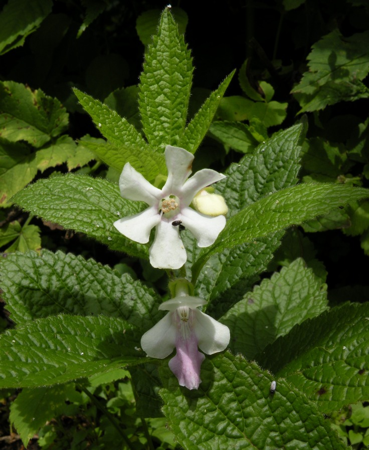 Image of Melittis carpatica specimen.