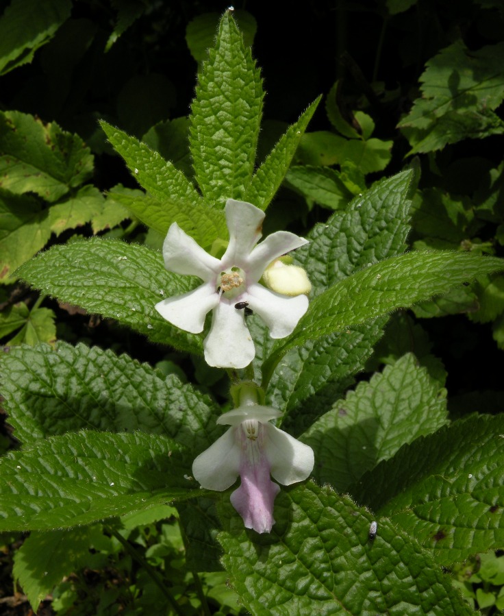 Изображение особи Melittis carpatica.