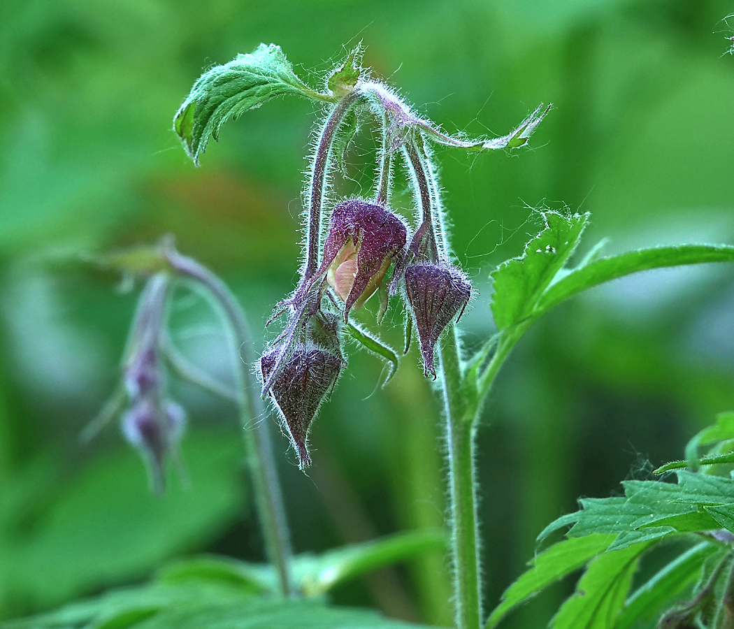 Изображение особи Geum rivale.