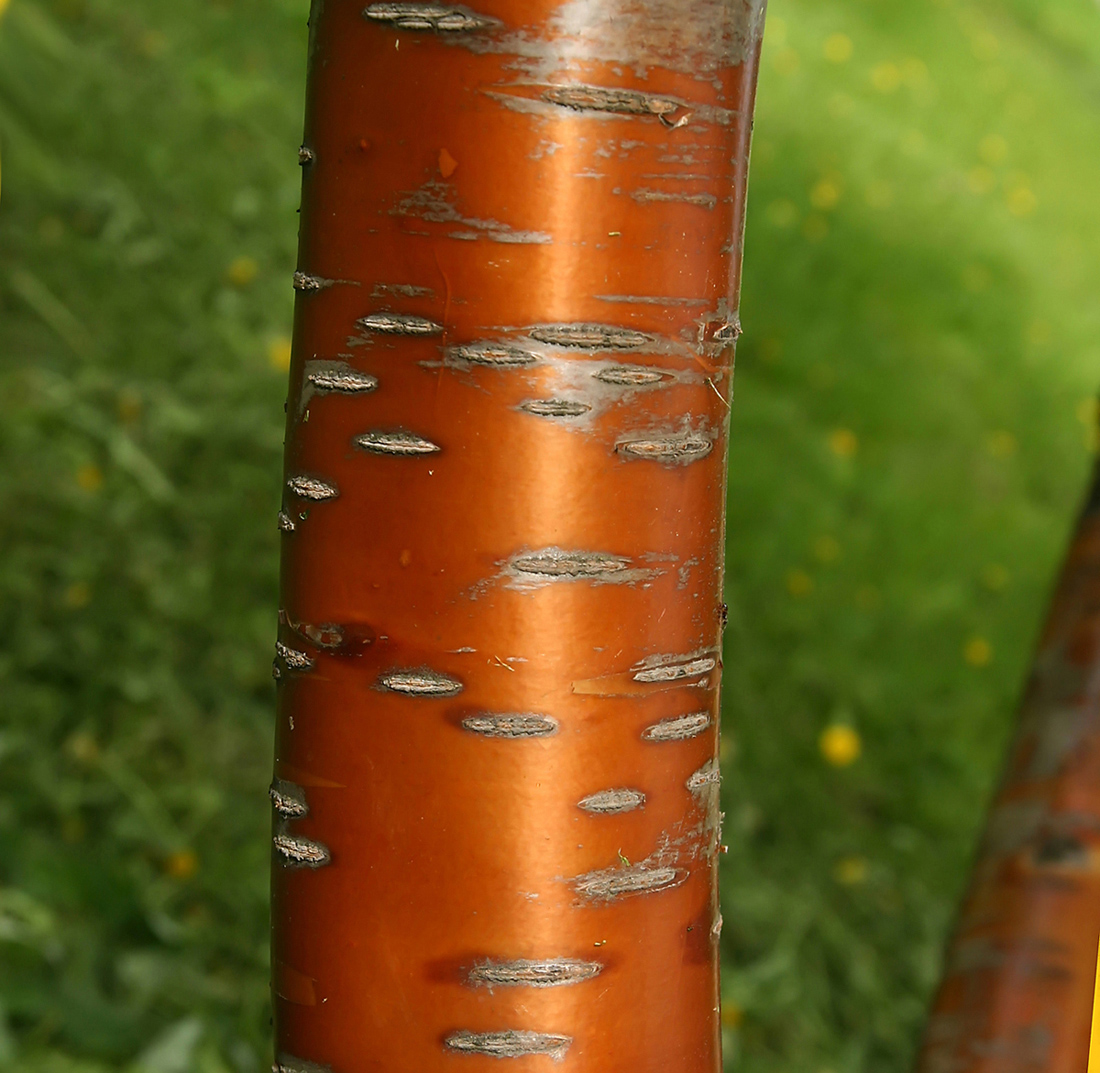 Image of Padus maackii specimen.