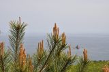 Pinus densiflora. Верхушки ветвей с молодыми побегами. Приморье, Хасанский р-н, п-ов Гамова, прибрежные скалы. 12.05.2019.