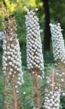 Eremurus ambigens