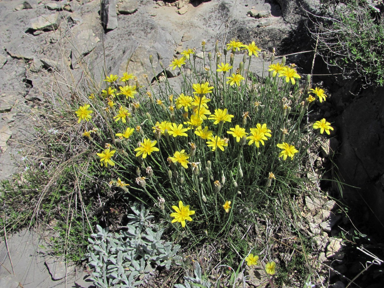 Изображение особи Scorzonera filifolia.